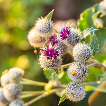Close-up of Vibrant Purple Burdock Flowers and Prickly Seed Heads in Soft Golden Sunlight - Macro Nature Photography
