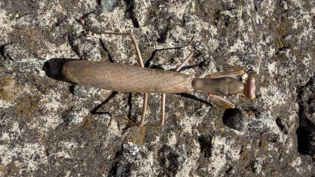 Brown praying mantis walking on rough lichen covered concrete in bright sun, macro detail of raptorial forelegs, compound eyes and long antennae. Insect predator in a dry urban habitat