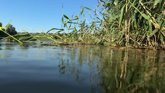 Common reed bed, Phragmites australis, at a calm river edge filmed from water level, green stems mirrored in still water under a clear blue sky in late summer