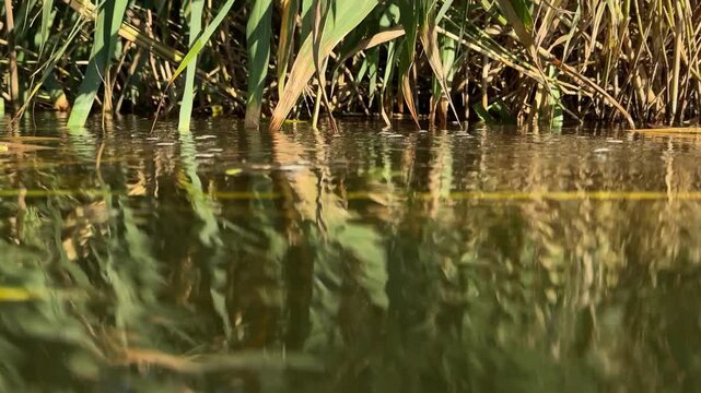Water striders skim across a sunlit river surface beside common reed stems, leaving ripples over a mirror reflection, filmed at water level in late summer