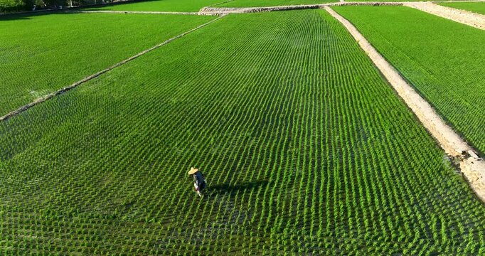 High angle aerial view of a farmer working in a neatly aligned green rice paddy