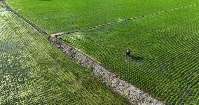 High angle aerial view of a farmer working in a neatly aligned green rice paddy