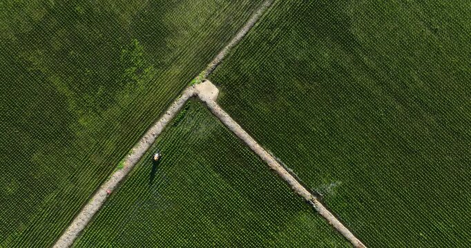 High angle aerial view of a farmer working in a neatly aligned green rice paddy