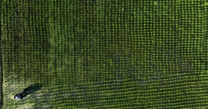 High angle aerial view of a farmer working in a neatly aligned green rice paddy