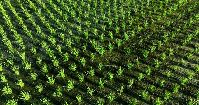Top-down aerial view of neatly arranged green rice seedlings in wet soil