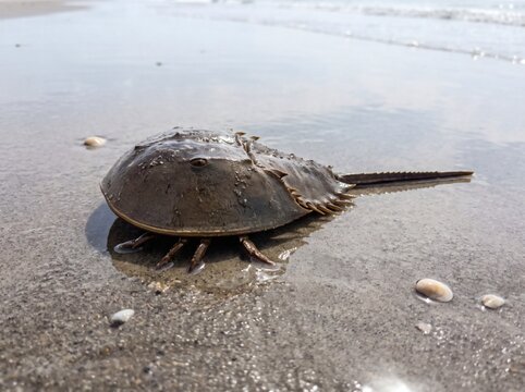 Close up photo of an Atlantic horseshoe crab resting on wet sandy shoreline with calm water reflections in low angle perspective.