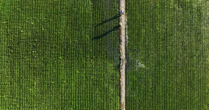 High angle aerial view of a farmer working in a neatly aligned green rice paddy