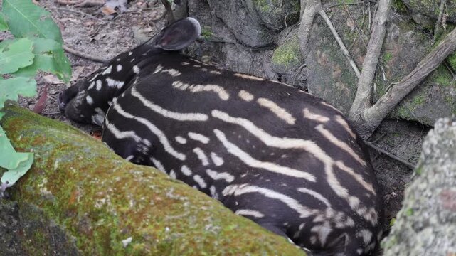 Adorable one month old baby Malayan Tapir napping tightly under the tree
