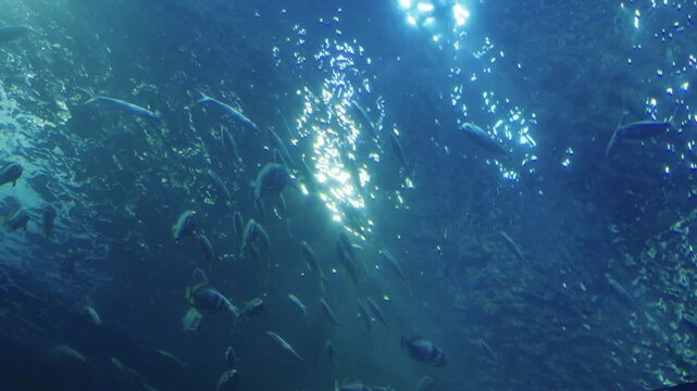 A school of silvery fish swimming in the deep blue sea, viewed from below looking up at the water surface. Radiant sunbeams penetrate the water, creating a serene underwater marine environment.
