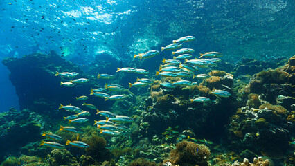 Underwater photo of school of fish at a coral reef. Yellow Snapper Fish. From a scuba dive off the coast of the island Koh Lanta in the south Andaman Sea in Thailand. © Johan