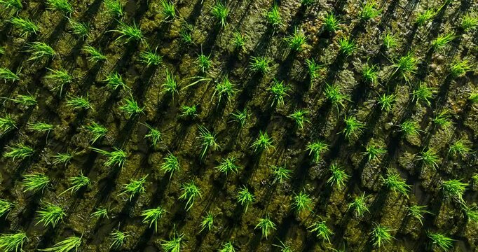 Top-down aerial view of neatly arranged green rice seedlings in wet soil