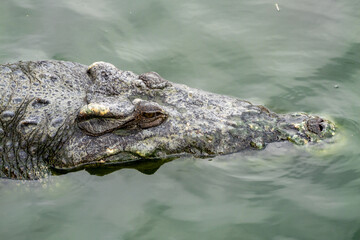 Fototapeta premium Crocodile's head rises from water showcasing its powerful features in natural setting