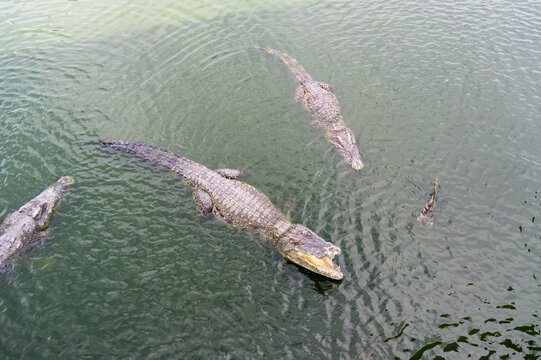 Three crocodiles gracefully swimming in tranquil water creating gentle ripples under bright sunlight