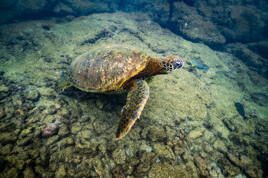 Green sea turtle swimming in shallow ocean water