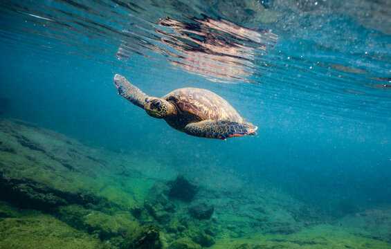 Green sea turtle swims just below the surface