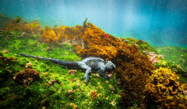 A marine iguana feeding on algae the ocean floor
