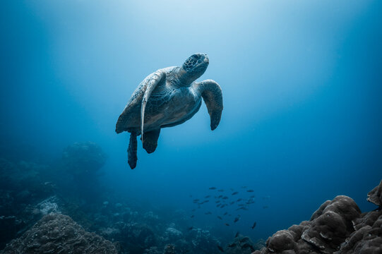 Green sea turtle glides through the deep blue ocean