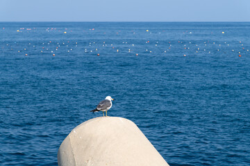 Black-Tailed Gull on Concrete Tetrapod Overlooking Blue Sea © 안구정화