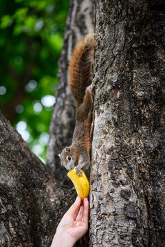 Cute squirrel climbing down a tree trunk to take a banana piece from human hand at Tha Phae Gate in Chiang Mai, Thailand. Wildlife feeding and nature interaction concept. Vertical view.