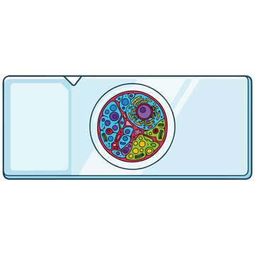 Microscope Slide with Detailed Eukaryotic Cell Sample Illustration