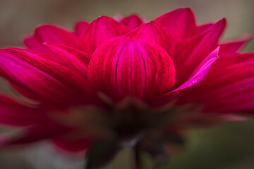 Obraz premium Close-up of a red dahlia with bright petals in a softly blurred background, Dahlia, Konstanz, Baden-Wuerttemberg, Germany