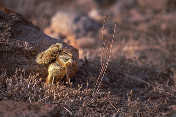 A ground squirrel stands by a rock in a dry, earthy landscape and eats a flower seed, Atlantoxerus getulus, Fuerteventura, Canary Islands, Spain © Fotografierereien