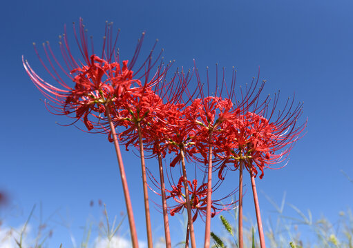 ヒガンバナの花