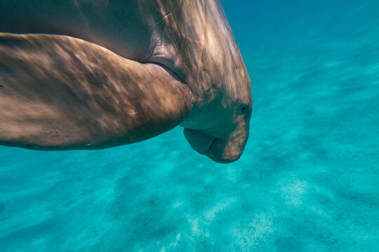 Dugong Dugon Close Up Underwater at Marsa Mubarak in the Red Sea, Egypt