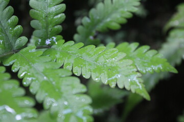 fern leaf with dew drops © rahmad
