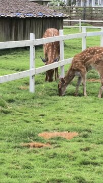 Young deer drinking water and bathing ib green field