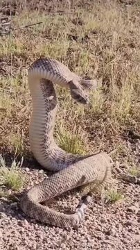 The snake is wagging its tail to catch the prey