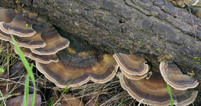Turkey tail mushrooms growing in layered patterns on a fallen tree log