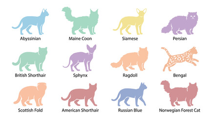 Obraz premium Colorful cat breeds in rows.