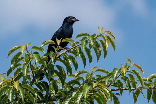 Black smooth billed ani bird perches on green tree branch. Wild avian animal sits among rich leaves against bright blue sky. Tropical wildlife fauna rests in natural habitat. Ornithology subject