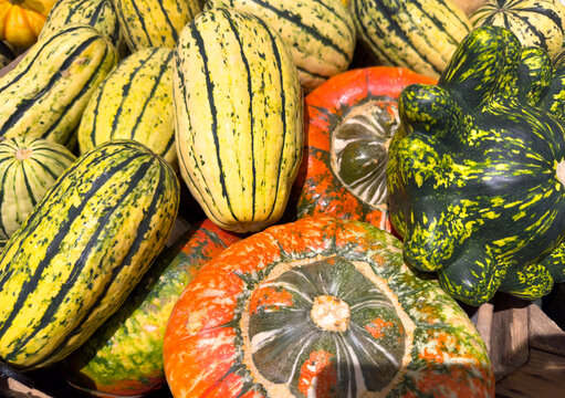 Colorful Pumpkins at a Market &ndash; Autumn Harvest Display and Seasonal Decoration