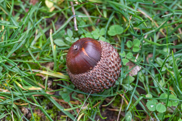 Close up of an acorn on the ground in the autumn © YK