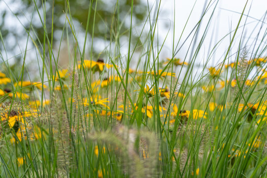Soft-Focus Meadow of Grass Blades and Black-Eyed Susans