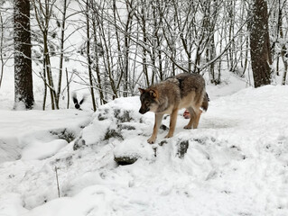a grey wolf walking across snow-covered ground in winter in Finland © Robert