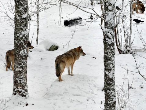 pack of wolves standing among snow-covered trees in winter.