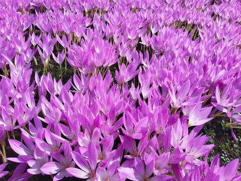 イヌサフランの花
