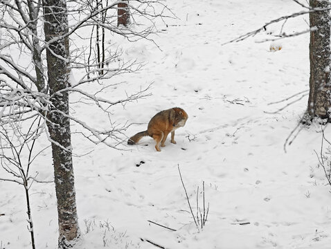 High-angle wide shot of a wild grey wolf defecating on snow-covered ground in a Finnish forest during winter.