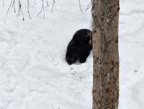 High-angle wide shot of a wild wolverine foraging on snow-covered ground in Finland during winter.