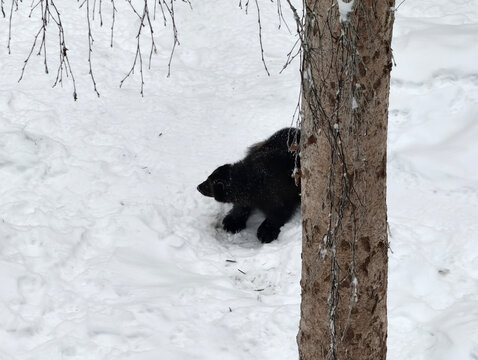A dark-furred Wolverine (Gulo gulo) behind a tree trunk in a snowy forest.