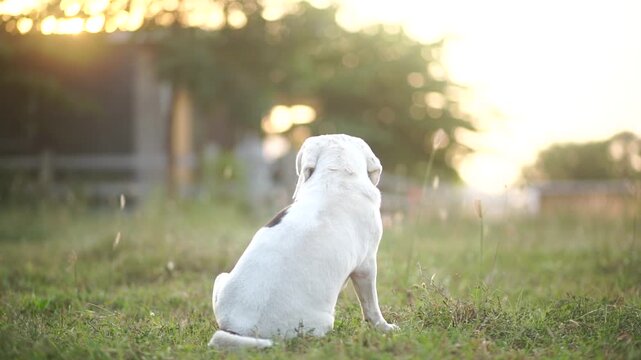 A small white puppy sits in a lush green field during golden hour, bathed in warm backlighting from the setting sun. Slow motion.
