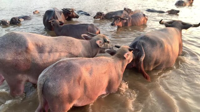 Domesticated Water Buffalo Gathering and Moving in River