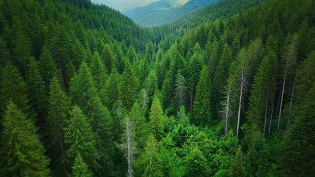 Aerial drone sweeps over lush evergreen forest canopy during golden hour sunlight