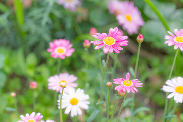Fototapeta premium Pink and white daisy flowers blooming in a lush green garden