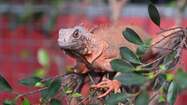 Orange monitor lizard on branch