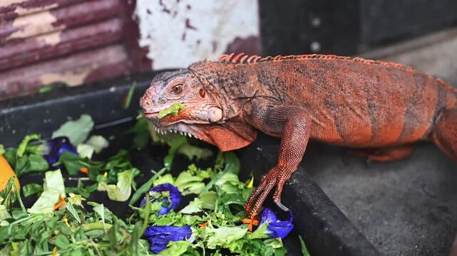 Orange monitor lizard eating