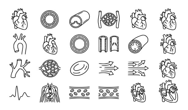 Human Circulatory System Line Vector Icon Set with Arteries Veins Blood Vessels Heart Capillaries Aorta Blood Flow and Medical Anatomy Symbols